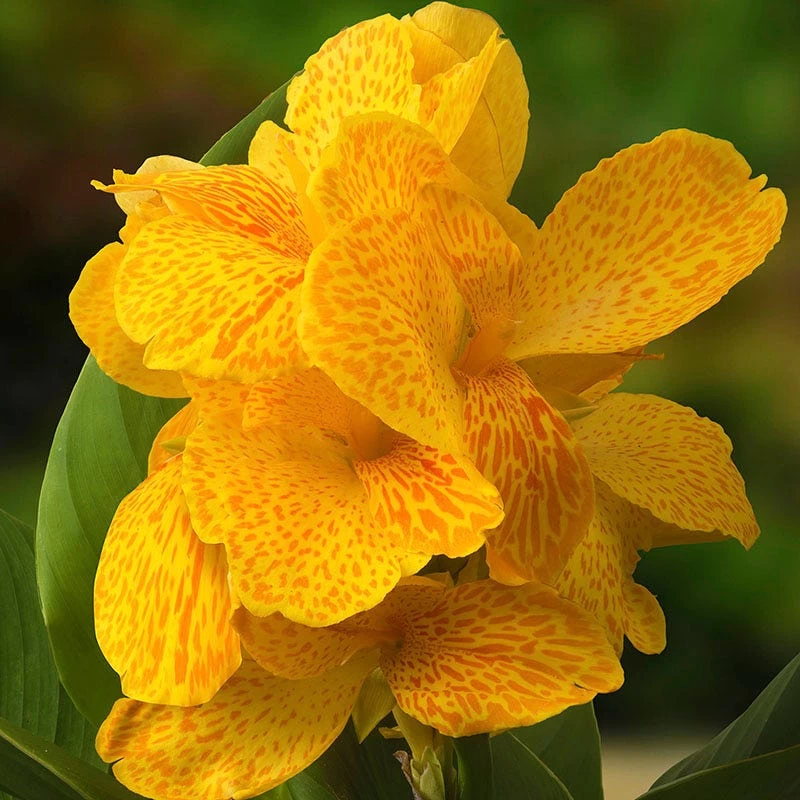 CannaSol™ Happy Emily® Canna Lily 4 CannaSol™ Happy Emily® Canna Lily - Image 2