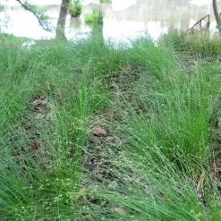 Appalachian Sedge -Green Haven Sales carex appalachica hoffman cropped 3 1