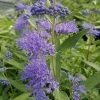 Dark Knight Caryopteris 2 Dark Knight Caryopteris -Green Haven Sales caryopteris dark knight 2