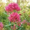 Pink Valerian (Centranthus) 2 Pink Valerian (Centranthus) -Green Haven Sales centranthus cropped