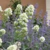 White Valerian (Centranthus) -Green Haven Sales centranthus ruber albus and nepeta
