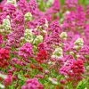 Rosy Trio Valerian Collection (Centranthus) -Green Haven Sales centranthus ruber jupiters beard cropped