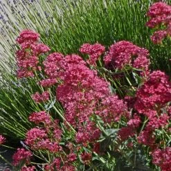 Pink Valerian (Centranthus) -Green Haven Sales centranthus ruber roseus jupiters beard