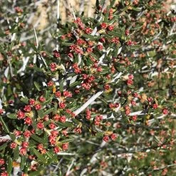 Littleleaf Mountain Mahogany (Cercocarpus) -Green Haven Sales cercocarpus intricatus flowers red