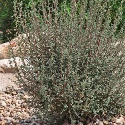 Littleleaf Mountain Mahogany (Cercocarpus) -Green Haven Sales cercocarpus intricatus whole plt rock garden