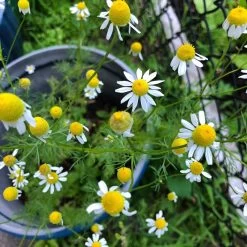 Alternative Lawn Wildflower Seed Mix 12 Alternative Lawn Wildflower Seed Mix -Green Haven Sales chamomile potted