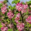 Claremont Flowering Currant (Ribes) 1 Claremont Flowering Currant (Ribes) -Green Haven Sales claremont flowering currant ribes pink flowers