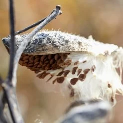 Common Milkweed -Green Haven Sales common milkweed seeds seed pod