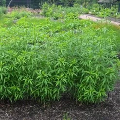 Gold Standard Coreopsis -Green Haven Sales coreopsis gold standard foliage cropped northcreek