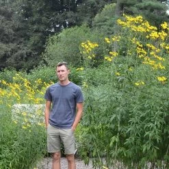Gold Standard Coreopsis -Green Haven Sales coreopsis gold standard size scale northcreek cropped
