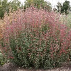 Coronado® Red Agastache -Green Haven Sales coronado red agastache full plant