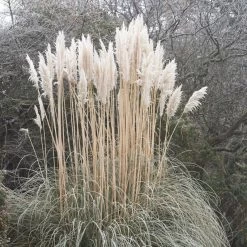 Dwarf Pampas Grass -Green Haven Sales cortaderia selloana white feather pampas grass winter 1