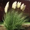 Dwarf Pampas Grass 2 Dwarf Pampas Grass -Green Haven Sales cortaderia selloana pumila 2