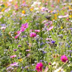 Dry Area Wildflower Seed Mix 9 Dry Area Wildflower Seed Mix -Green Haven Sales cosmos bachelor buttons meadow