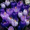 Blue Moon Dutch Crocus Mix -Green Haven Sales crocus blue moon mix