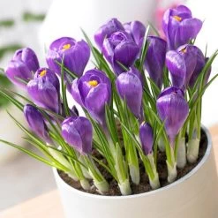 Remembrance Dutch Crocus 15 Remembrance Dutch Crocus -Green Haven Sales crocus remembrance visi75695