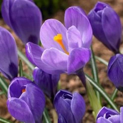 Remembrance Dutch Crocus 17 Remembrance Dutch Crocus -Green Haven Sales crocus remembrance visi86705