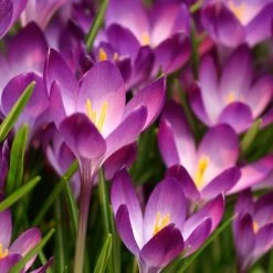 Tommasini's Ruby Giant Crocus 11 Tommasini's Ruby Giant Crocus -Green Haven Sales crocus tommasinianus bulbs ruby giant 39150 1 web