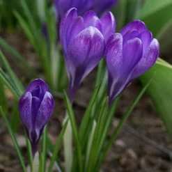 Tommasini's Ruby Giant Crocus 13 Tommasini's Ruby Giant Crocus -Green Haven Sales crocus tommasinianus bulbs ruby giant 39150 3 web