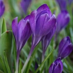 Tommasini's Ruby Giant Crocus 12 Tommasini's Ruby Giant Crocus -Green Haven Sales crocus tommasinianus bulbs ruby giant 39150 4 web