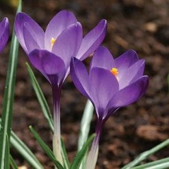 Tommasini's Ruby Giant Crocus 14 Tommasini's Ruby Giant Crocus -Green Haven Sales crocus tommasinianus bulbs ruby giant 39150 5 web