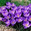 Remembrance Dutch Crocus 2 Remembrance Dutch Crocus -Green Haven Sales crocusremembrance4 1