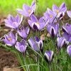 Spring Beauty Snow Crocus 2 Spring Beauty Snow Crocus -Green Haven Sales crocusspringbeauty