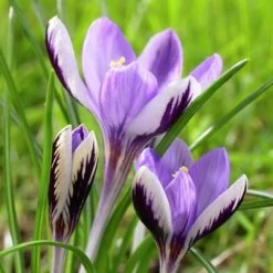 Spring Beauty Snow Crocus -Green Haven Sales crocusspringbeauty1