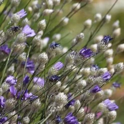 Cupid's Dart (Catanache) -Green Haven Sales cupids dart catananche caerulea garden before bloom