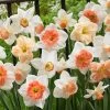 60 Days Of Daffodils Mix -Green Haven Sales daffodil mix web