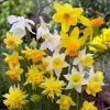 Rock Garden Daffodil Mix 2 Rock Garden Daffodil Mix -Green Haven Sales daffodil narcissus rock garden mixture