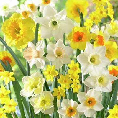 Fragrant Daffodil Mix 3 Fragrant Daffodil Mix
