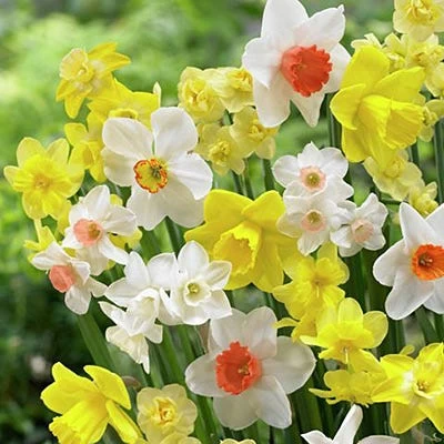 Fragrant Daffodil Mix 4 Fragrant Daffodil Mix - Image 2