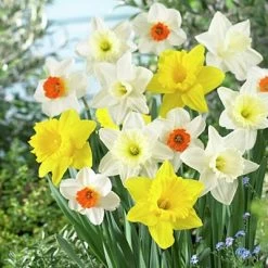 Large Cupped Daffodil Mix -Green Haven Sales daffodillargecuppedmix5