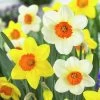 Large Cupped Daffodil Mix 1 Large Cupped Daffodil Mix -Green Haven Sales daffodillargecuppedmix6