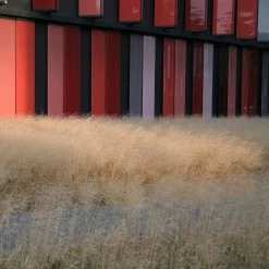 Gold Dew Tufted Hair Grass -Green Haven Sales deschampsia cespitosa goldtau hoffman cropped 1 2