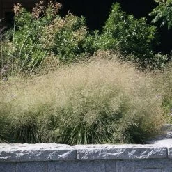 Gold Dew Tufted Hair Grass -Green Haven Sales deschampsia cespitosa goldtau hoffman cropped 2 2