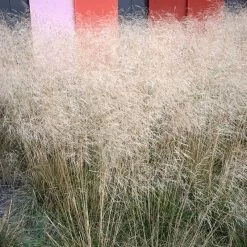 Gold Dew Tufted Hair Grass