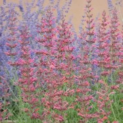 Desert Sunrise® Agastache -Green Haven Sales desert sunrise agastache close up