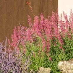 Desert Sunrise® Agastache -Green Haven Sales desert sunrise agastache rock garden