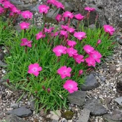 Kahori Pink® Dianthus -Green Haven Sales dianthus kahor pink