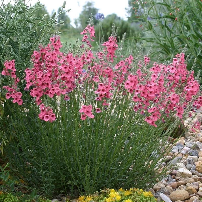Front Page -Green Haven Sales diascia integerrima pat.hayward
