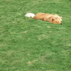 Dog Tuff™ Grass Plugs 14 Dog Tuff™ Grass Plugs -Green Haven Sales dog tuff grass hblb870 with dog