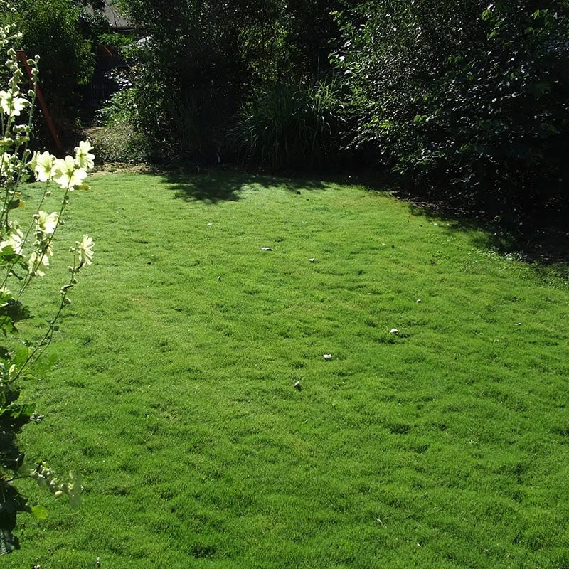 Dog Tuff™ Grass Plugs 10 Dog Tuff™ Grass Plugs - Image 8