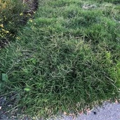 Dog Tuff™ Grass Plugs 16 Dog Tuff™ Grass Plugs -Green Haven Sales dog tuff grass plugs close