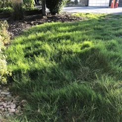 Dog Tuff™ Grass Plugs 15 Dog Tuff™ Grass Plugs -Green Haven Sales dog tuff grass plugs dog friendly grass