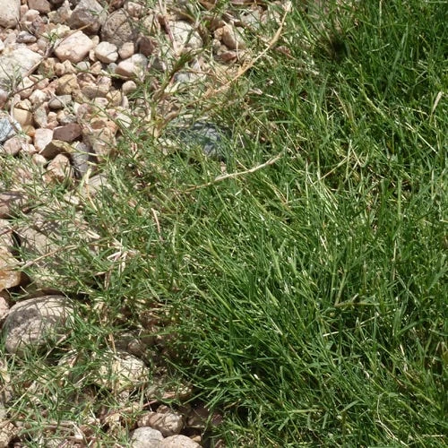 Dog Tuff™ Grass Plugs 4 Dog Tuff™ Grass Plugs - Image 2