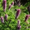 Dwarf Leadplant (Amorpha) -Green Haven Sales dwarf leadplant amorpha amorpha nana flowers