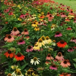 Cheyenne Spirit Echinacea -Green Haven Sales echinacea cheyenne spirit 600