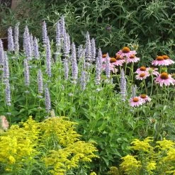 Blue Fortune Agastache -Green Haven Sales echinacea purpurea agastache blue fortune solidago